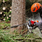 Professional Tree Cutting Services