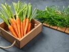 Very good Benefits Carrots Properly being And Magnificence Benefits